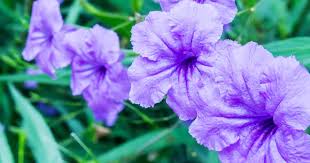 The leaves have a somewhat grassy. How To Grow And Care For Mexican Petunias Ruellia Simplex