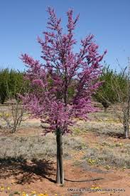 Image result for Cercis
