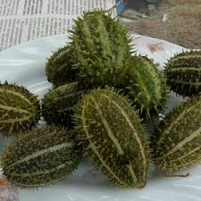 Image result for Cucumis sacleuxii