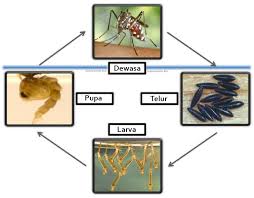 Ada beragam cara membasmi jentik nyamuk di rumah yang bisa dilakukan. Ciri Ciri Siklus Dan Habitat Nyamuk Aedes Aegypti Generasi Biologi