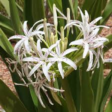 Image result for Crinum lugardiae