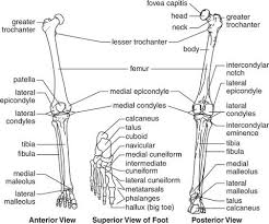 Each hip bone has three parts (ilium, ischium, pubis) and accepts the head of the femur to form the hip joint. Lower Limb Bones The Human Skeletal System