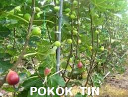 **saya hanya tanam di laman rumah shj, jadi buah kurang menyerlah kecantikannya. Anim Agro Technology Tanaman Pokok Tin Satu Tinjuan