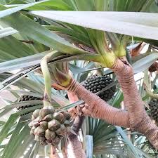Image result for Pandanus utilis