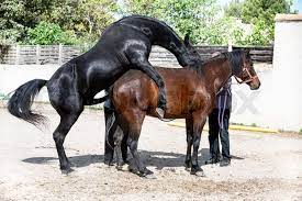 mating horse in nature | Stock image | Colourbox