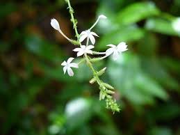 Image result for Plumbago zeylanica
