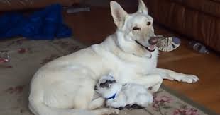 German shepherd female, 9 weeks hattiesburg, mississippi. German Shepherd Adopts Newborn Pygmy Goat