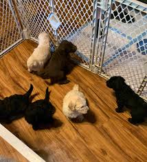 Browse goldendoodle puppies for sale from 5 star breeders with uptown puppies. Goldendoodle Puppies In Ky Petclassifieds Com