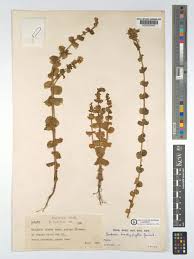 Image result for Sebaea