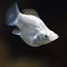 Koi are also known to eat smaller frogs, tadpoles, and frog eggs. Do Koi Eat Other Fish List Of Fish Not To Stock With Koi Pond Informer