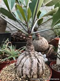 Image result for Cussonia spicata