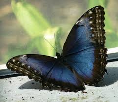 Their fuzziness can make them more intimidating than the average earthworm, too. Blue Morpho For Monarch Nature Bonito Butterfly Blue Hd Wallpaper Peakpx