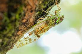 Cicada chirping noise in the open air. The Sound Of Vibrating Surfaces Blogionik