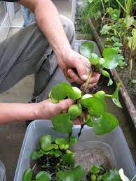 Pin On Gardening Landscape
