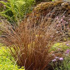 Image result for Carex johnstonii