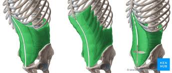 Abdominal Wall Abdominal Rectus Abdominis Muscle Rectus Muscle