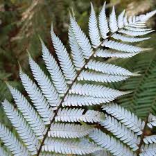 Image result for Cyathea mildbraedii