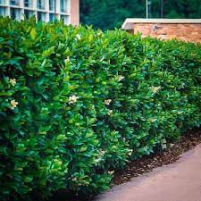 Ligustrum jack frost is a very striking evergreen shrub that makes a wonderful hedge and looks equally as nice all by itself as an accent planting. Privet The Good The Bad And The Beautiful The Tree Center