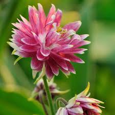 Commonly known as columbine, granny's bonnet. Buy Granny S Bonnet Aquilegia Vulgaris Var Stellata Nora Barlow Barlow Series 6 99 Delivery By Crocus