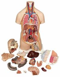 Human head and torso man torso body male female anatomy man torso super hero human anatomy systems man model human body anatomy, vector medical organs system, medical man woman xray torso. Anatomy Model Unisex Torso In 16 Parts