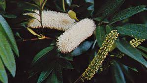 Image result for Cunonia