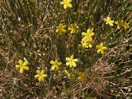 Image result for Menodora