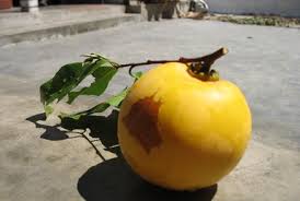 Image result for Diospyros batocana