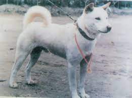 18 Jindo Ideas Jindo Jindo Dog Dog Breeds
