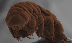 Tardigrade First Lifesize Google Search Tardigrade Moss Piglet Weird Creatures