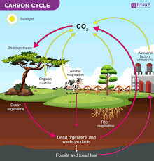 Carbon Cycle Definition Process Diagram Of Carbon Cycle