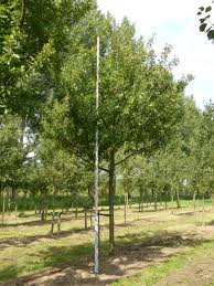 Image result for prunus domestica renkloda althana