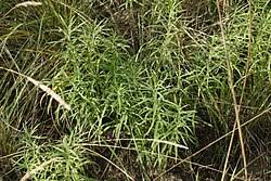 Image result for Vincetoxicum sylvaticum