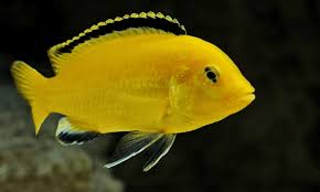 Budidaya ikan berdasarkan manfaatnya terbagi menjadi dua yakni budidaya ikan untuk hiasan dikenal dengan ikan hias dan budidaya ikan untuk. Ikan Oscar 8 Jenis Dan Harga Ikan Oscar Lengkap Beserta Cara Merawatnya Hewan Air Info Hewan Air Info