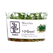 Image result for Marsilea minuta
