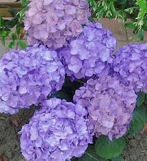 This hydrangea print would be perfect to hang in baby girl's nursery, girl's bedroom, office, kitchen or bathroom. June Flower Spotlight Hydrangea