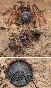 Cork Lid Trapdoor Spider If You See What Looks Like An Ancient Coin Buried In Sand Leave It Alone Laugh Meme Spider Ancient Coins