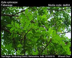 Image result for Bussea xylocarpa