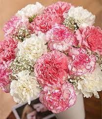 Carnations Boquet Carnation Flowers And Flower Delivery Cheap Offers Reviews Carnation Wedding Carnation Bouquet White Carnation Bouquet