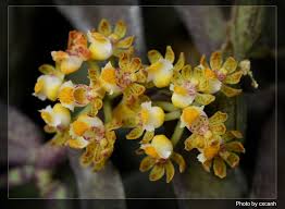 Image result for Asparagus minutiflorus