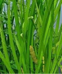 19 Manfaat Daun Dlingo Pada Kesehatan Daun Herbal Kesehatan
