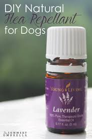 My Favorite Diy Natural Flea Repellent For Dogs Lz Cathcart
