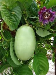 Maracuja Passion Fruit Passiflora Edulis Forma Flavicarpa Fruits Tropicaux Fruits Exotiques Fruits