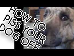 Found This Onyoutube I Laughed So Much Sorry About The P Word But I Don T Know How To Fix It Honden Grappig