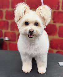 Adorable Maya looking picture perfect after her spa day  🫶🏼🫶🏼🐾🐾💕💕🚒🚒 Groomed by Lisa 🐾🐾💕💕🥰🥰🤩🫧🫧 #maya  #cutenessoverload❣️❣️ #firehousepup #tracy #groomerslife🐾🐾🐶🐶