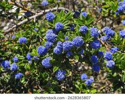 Image result for Rhamnaceae