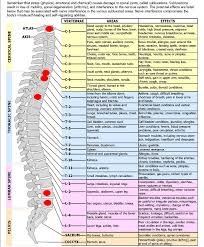 Spinal Nerve Chart