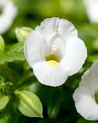 Image result for Torenia thouarsii