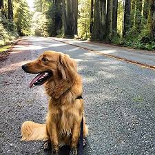 Frequently Asked Questions Redwood National And State Parks U S National Park Service