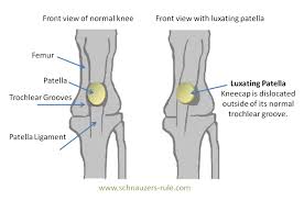 Luxating Patella A Painful But Treatable Problem Animal Health Foundation Blog