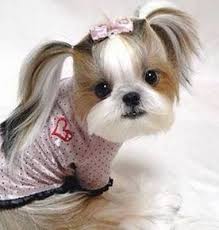 Munequita Dog Haircuts Funny Dog Pictures Shih Tzu